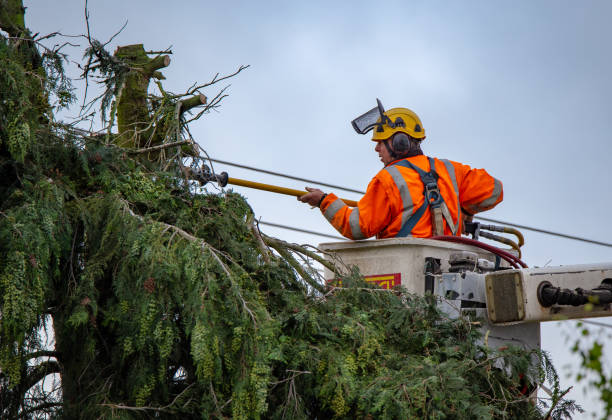 Best Tree Maintenance Programs  in USA